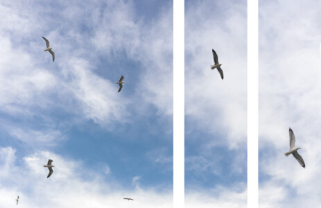 Gaviotas y cielo azul