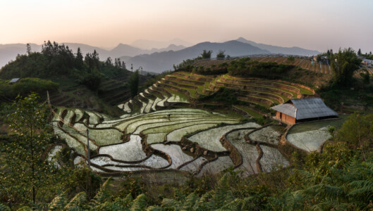Rice fields and house. 2024 Vietnam
