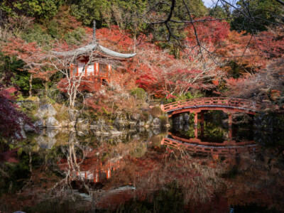 Momiji at Daigo-ji Tempo. 2023 Japan