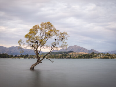 Tree in lake. 2023 New Zealand