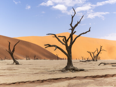 Petrified trees in the desert. 2019 Namibia
