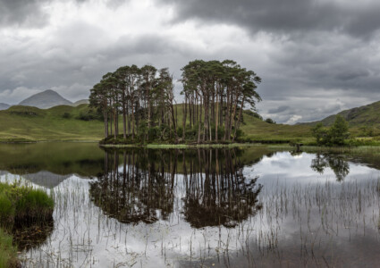 Couple of trees reflected in the lake 2019. Scotland