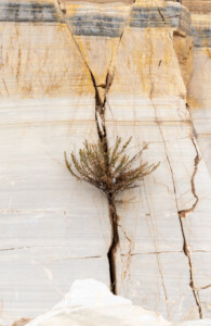 Scrub in marble quarry crack. 2022 Spain